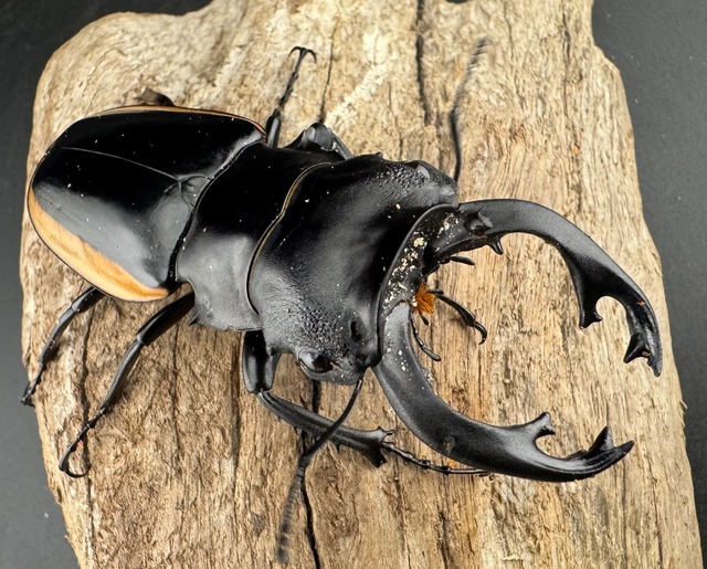 【WD】《クベラツヤクワガタ亜種sinensis ラオス産 81mm Bペア》