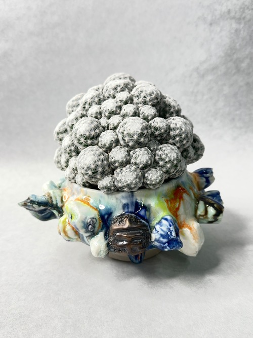 マミラリア・姫春星