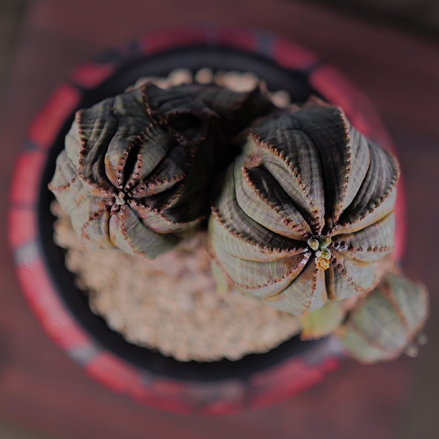 オス株【超厳選株】異型 大株 最大幅約12cm トリプルヘッド 綴化