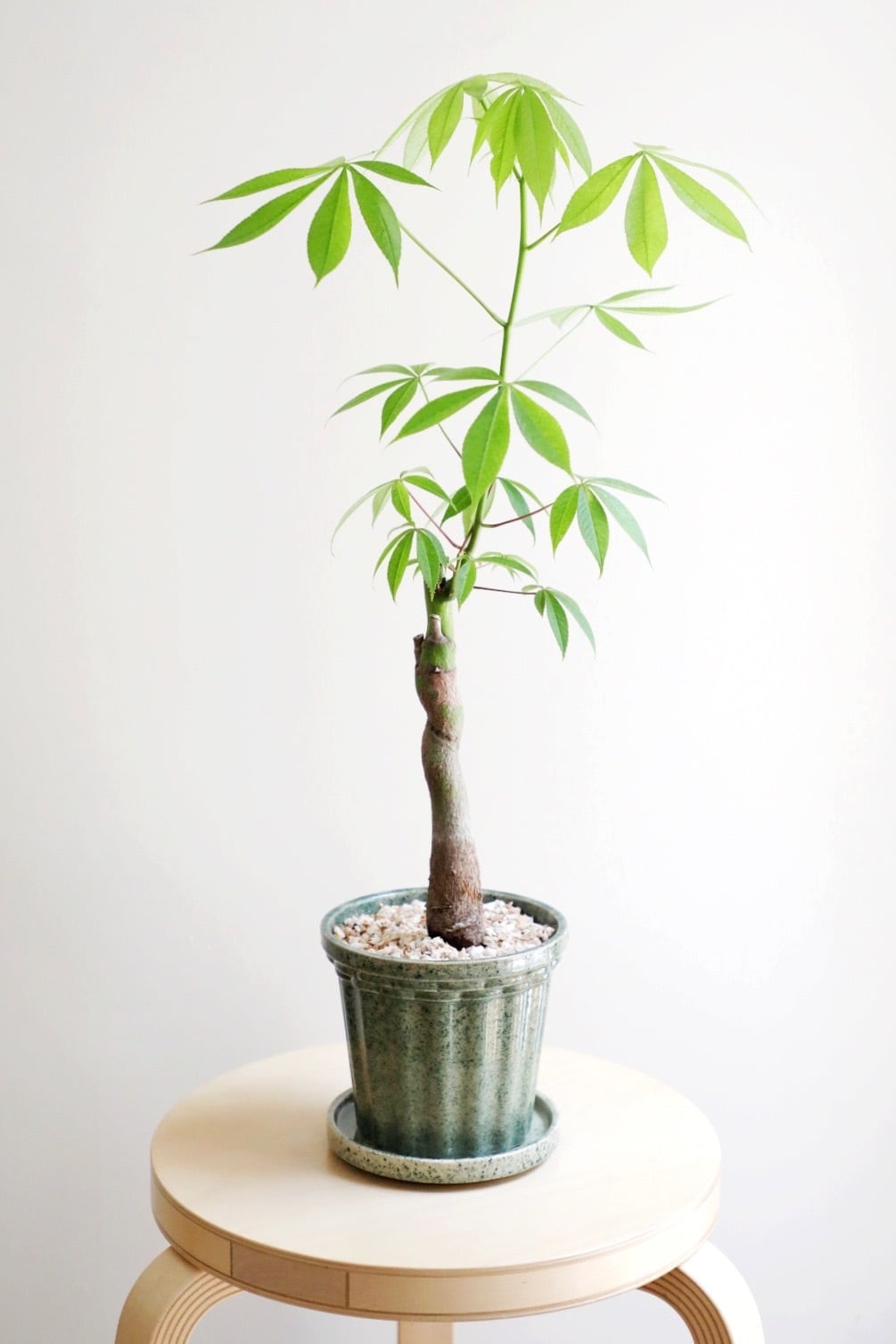 M】トックリキワタ/Ceiba speciosa | 【厳選植物・器】MIDORI DOUMEI