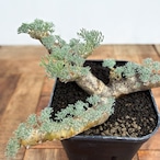 Monsonia multifida【モンソニア・ムルチフィダ】