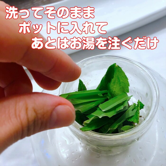 ハーブ 食用 フレッシュハーブティー 5パックセット | ハーブ苗の