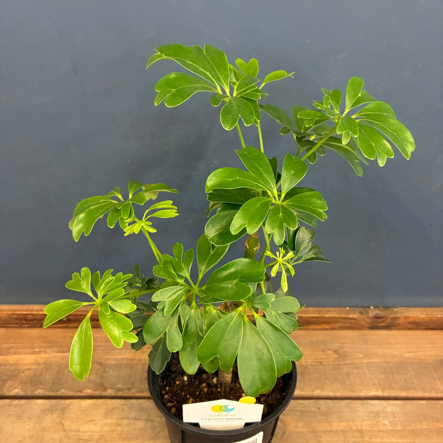 P. Willinckii cv. Sailor Mercury (OC) 【artPLANTs/PLANTS GARAGE