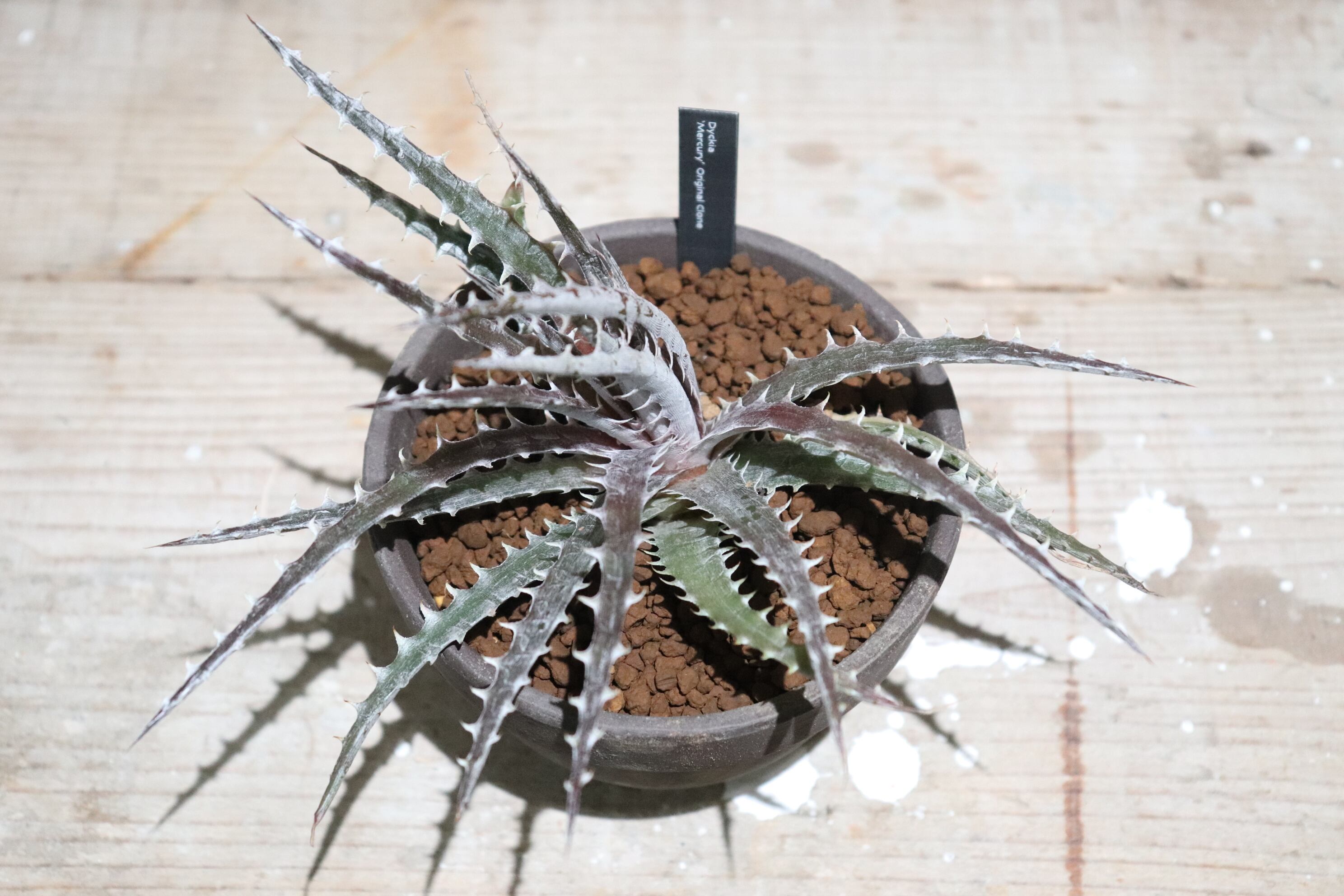 Dyckia 'Mercury' original clone ディッキア ディッキア