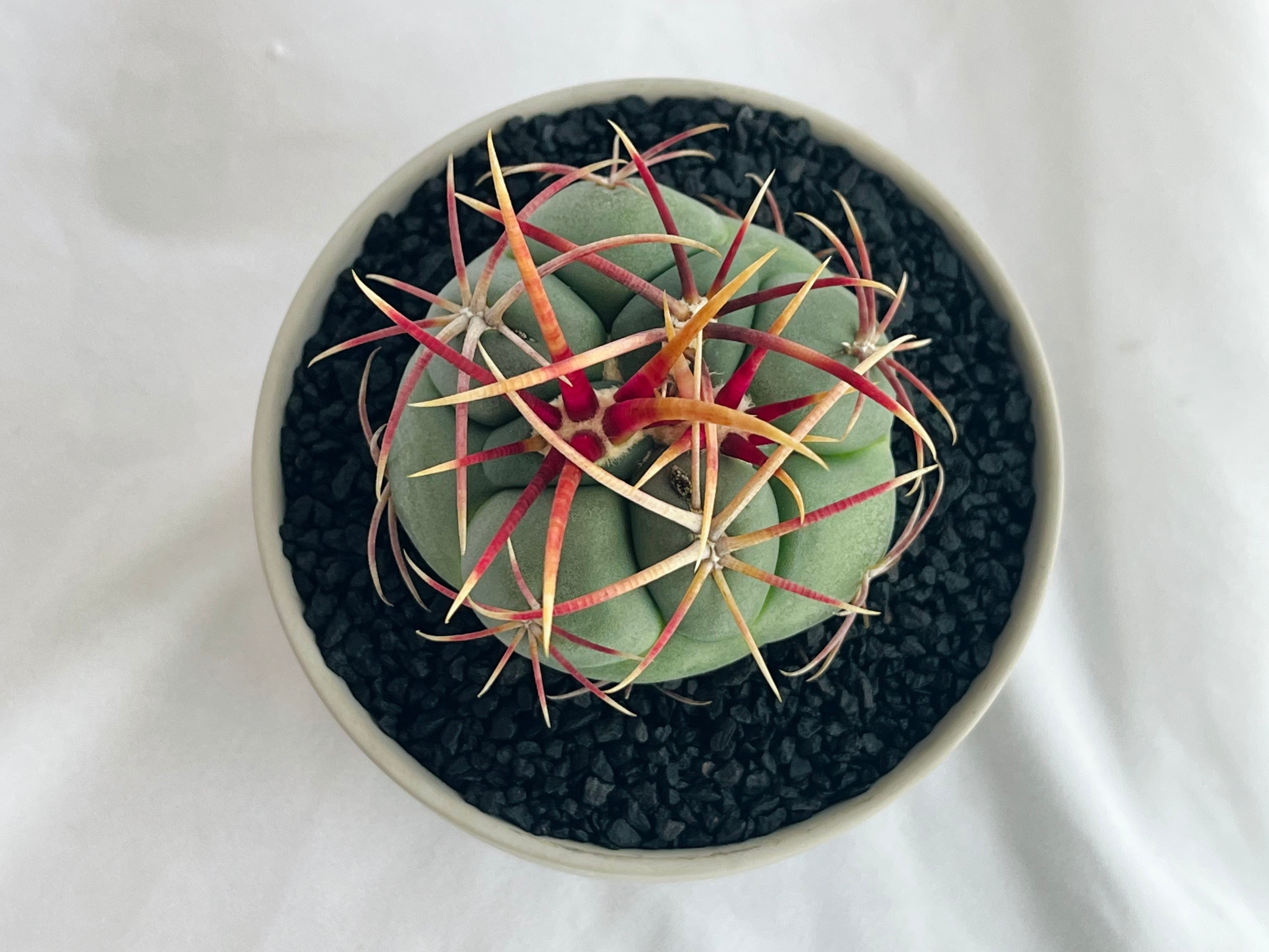 Thelocactus hexaedrophorus v. fossulatus テロカクタス 緋冠竜