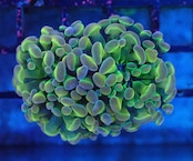 【現地買付】ParaAncora PremiumHologram 2Head 1