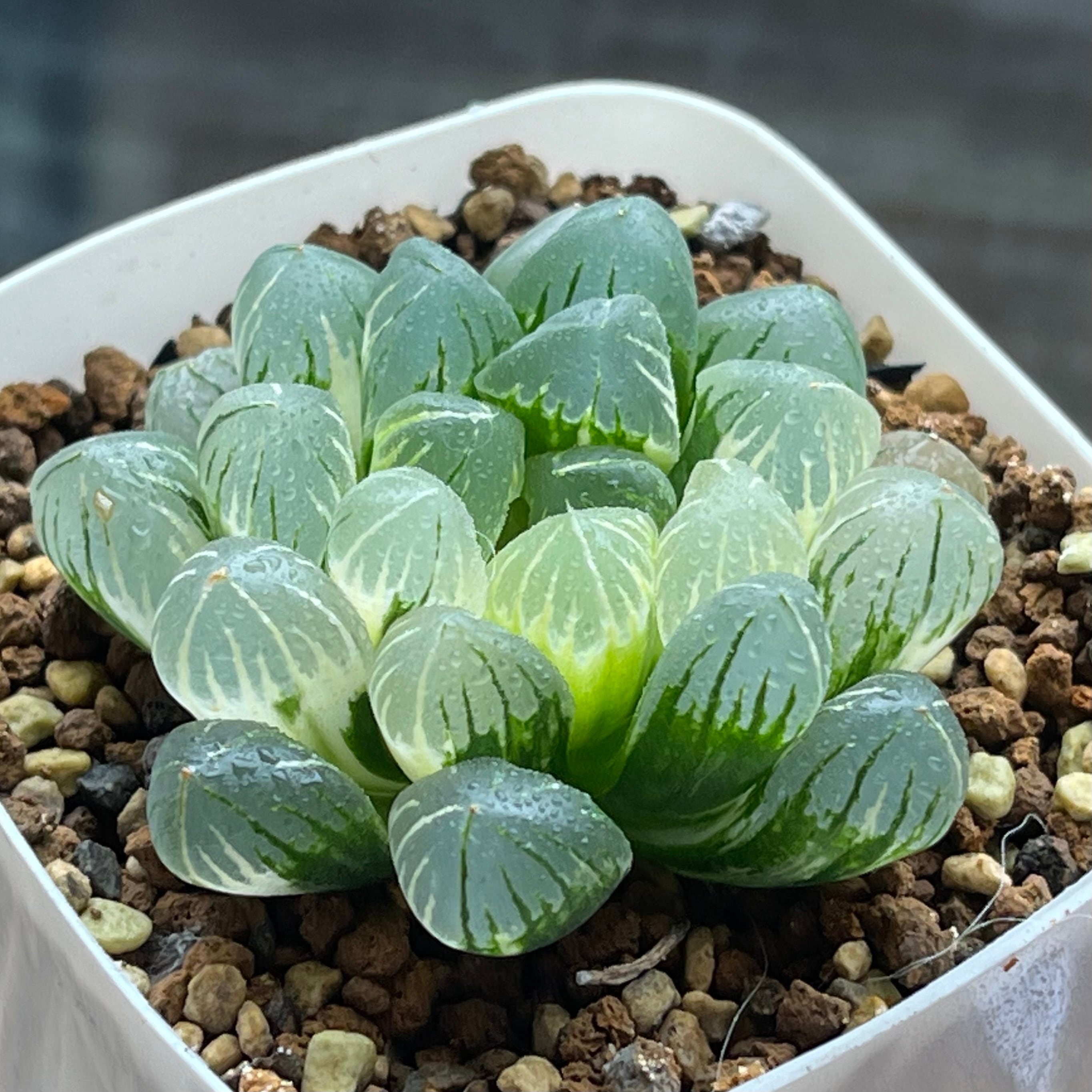ハオルチア バディア 火鳳凰錦 | mocono_plants