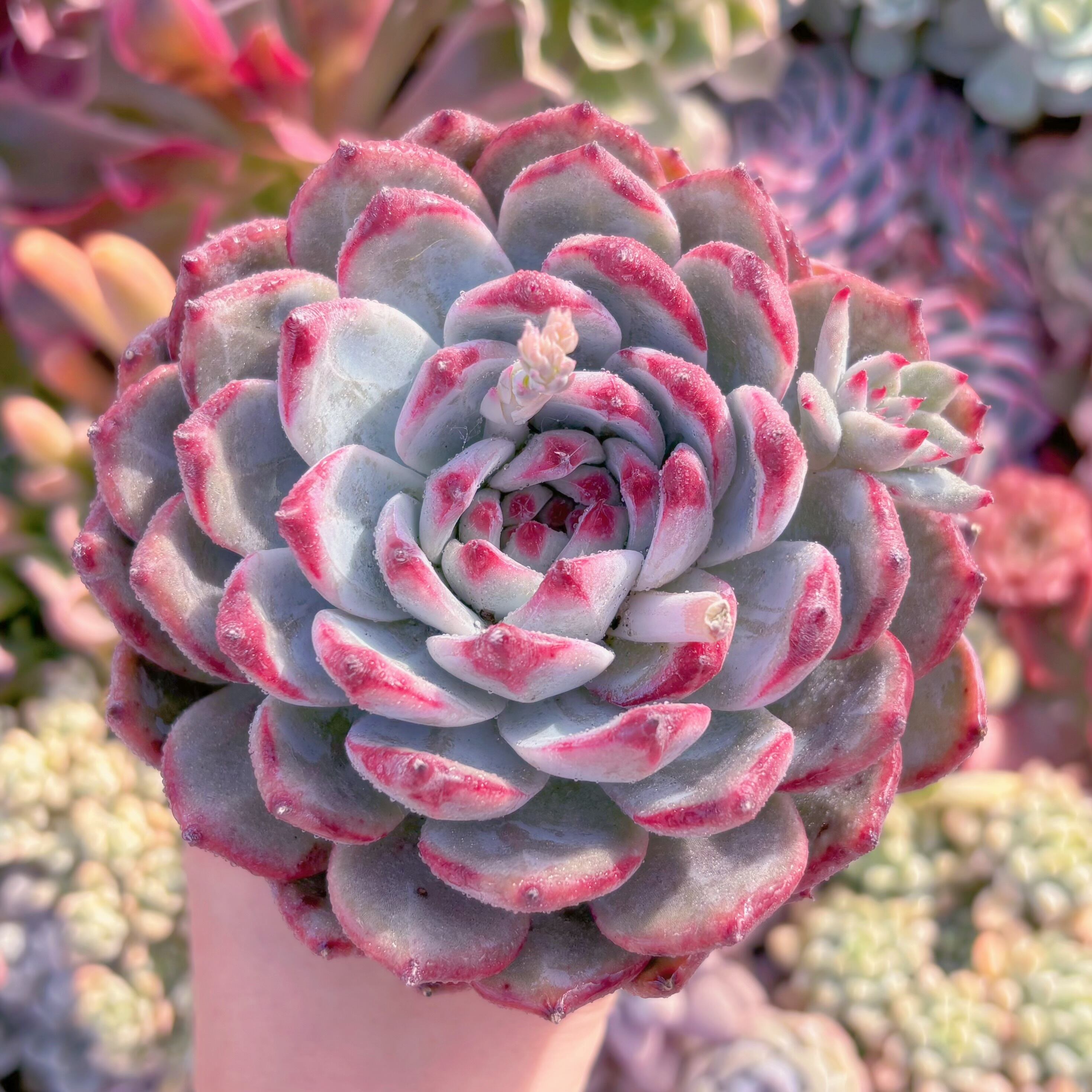 現品　ダイヤモンドコロラータ#A89　大苗　るる農園