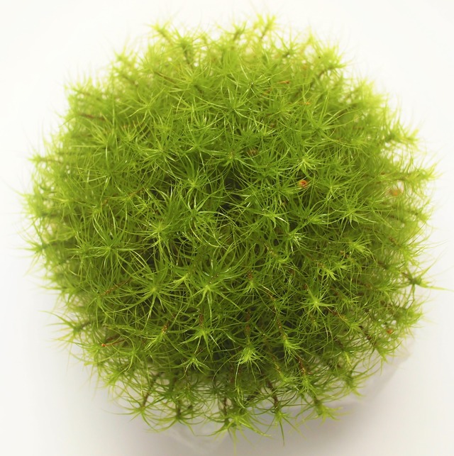 タマゴケ 苔テラリウム素材等 苔 シダ植物 専門ショップ Earth Green