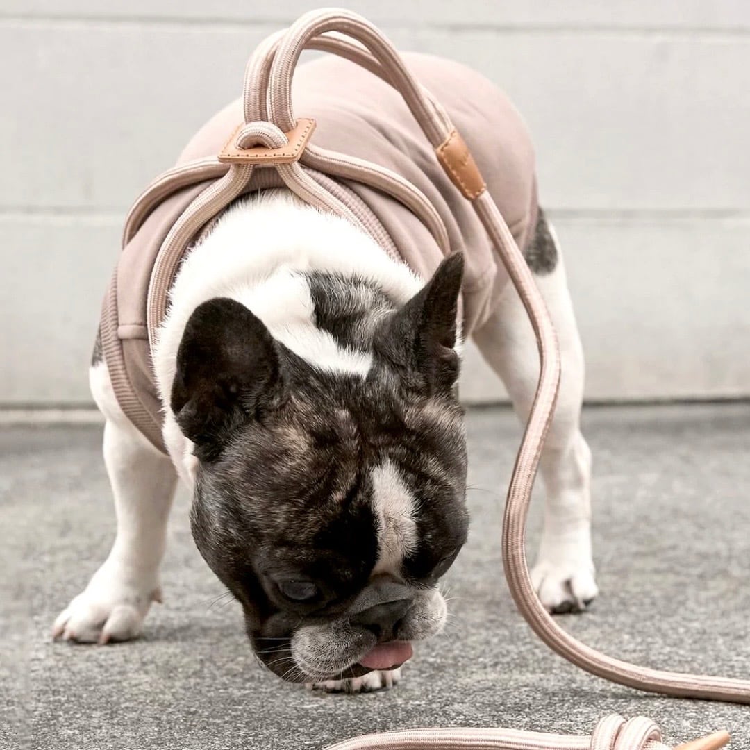Boo'oh RAY ハーネス Sサイズ シャンパンゴールド boooh リード 予約【boo'oh】Ray Harness | Champagne Gold | ropet
