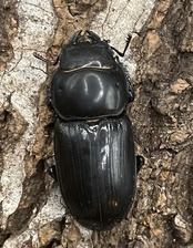 【F0】《ドルクス カツラ 重慶市産 23mm ペア》