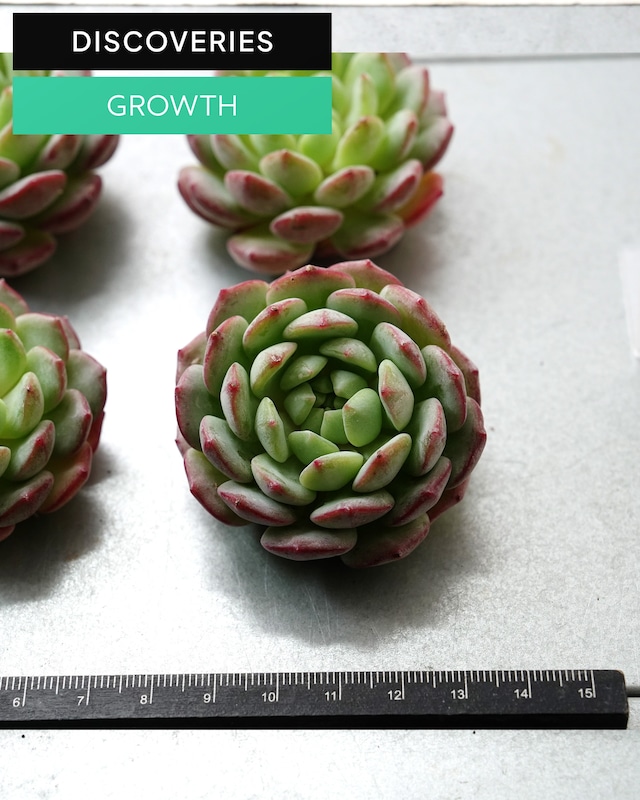 発根済カット苗 金雀 L Echeveria 'Goldfinch'