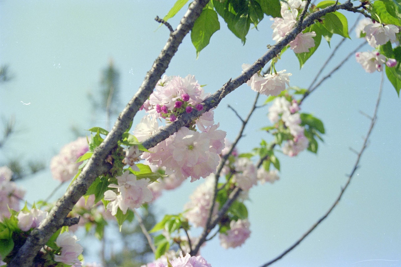 【Ricoh】Myport 330 SF 高性能なコンパクトカメラ