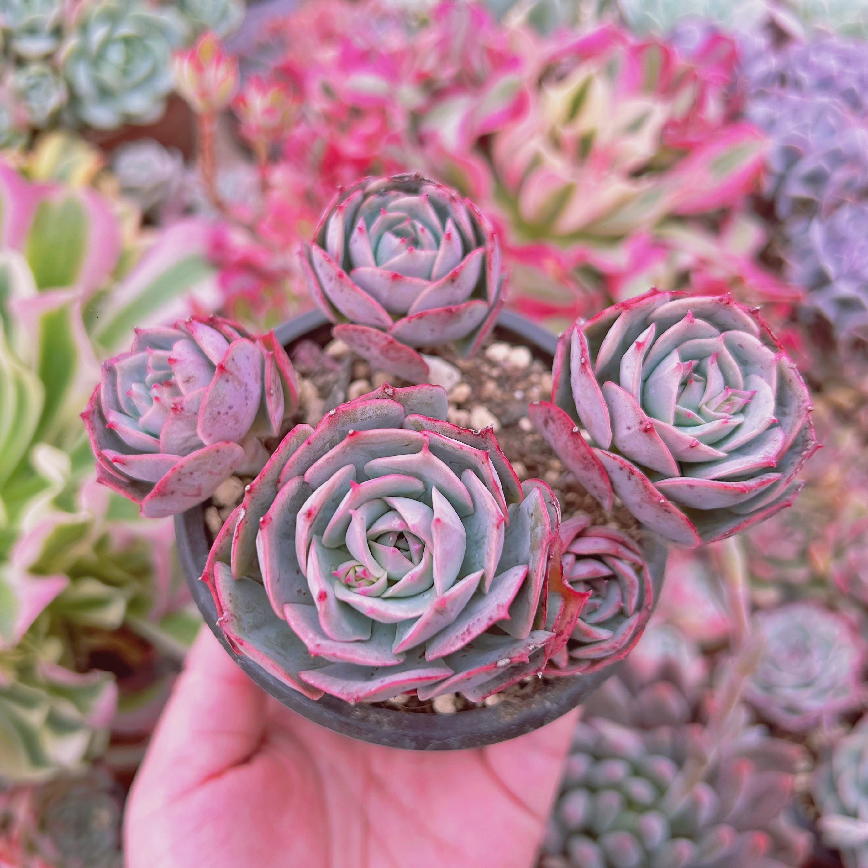 #050現物　多肉植物　Echeveria  イタリアローズ　