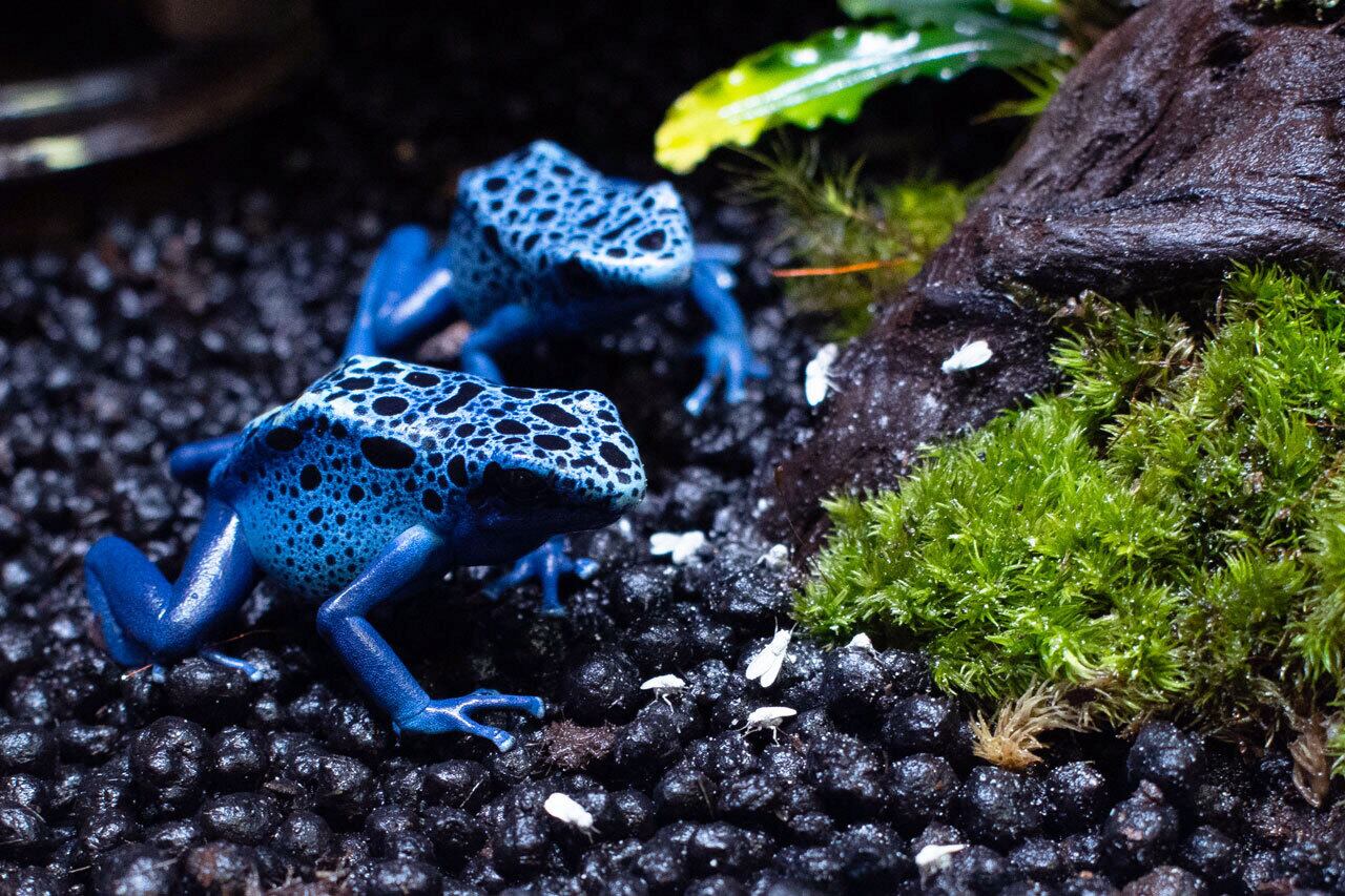 アイゾメヤドクガエル 