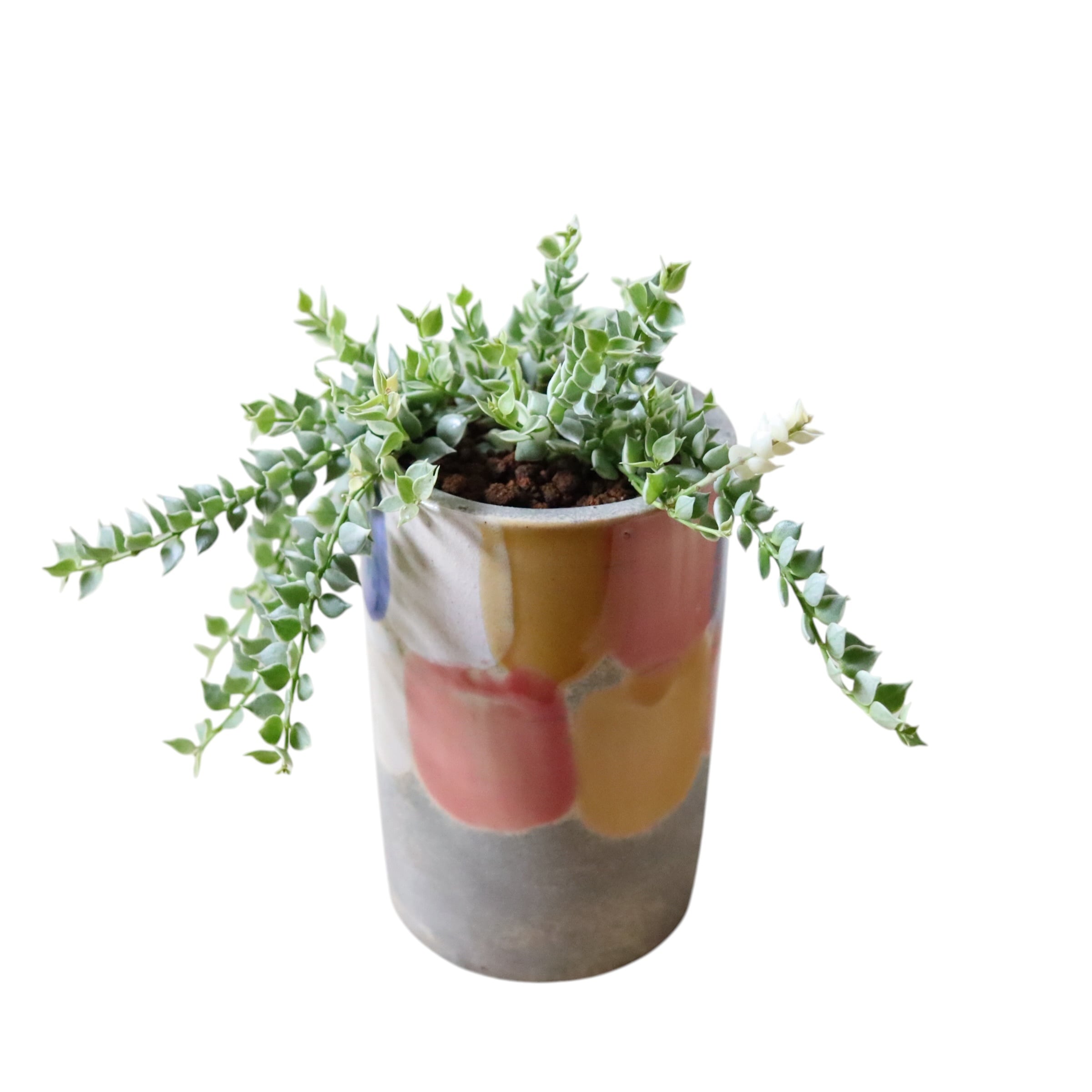 ミリオンハート斑入り(花)
