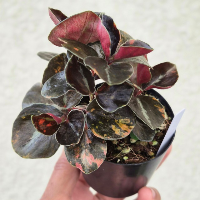 ⑰《Peperomia Metalica Orange Variegated》ペペロミア メタリカ オレンジ斑　観葉植物 ／ポット発送