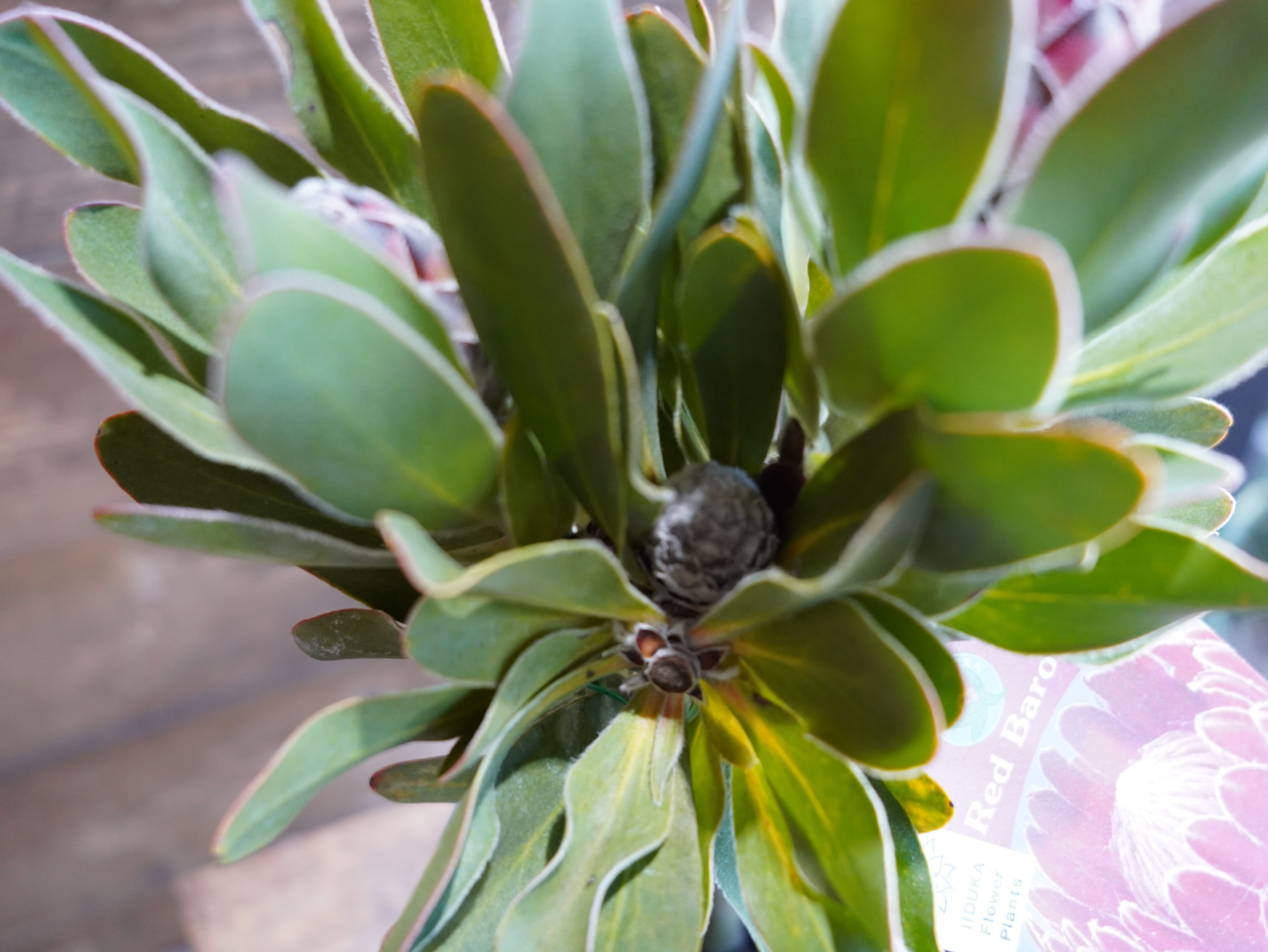 【現物】プロテア "レッドバロン" A