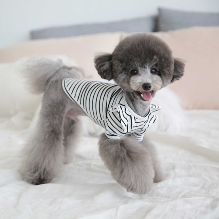 willy stripe t-shirt S ~ XL 2color / 犬服 フリル ボーダー Tシャツ ブラウス ドッグウェア シンプル トップス お出かけ ストライプ 長袖