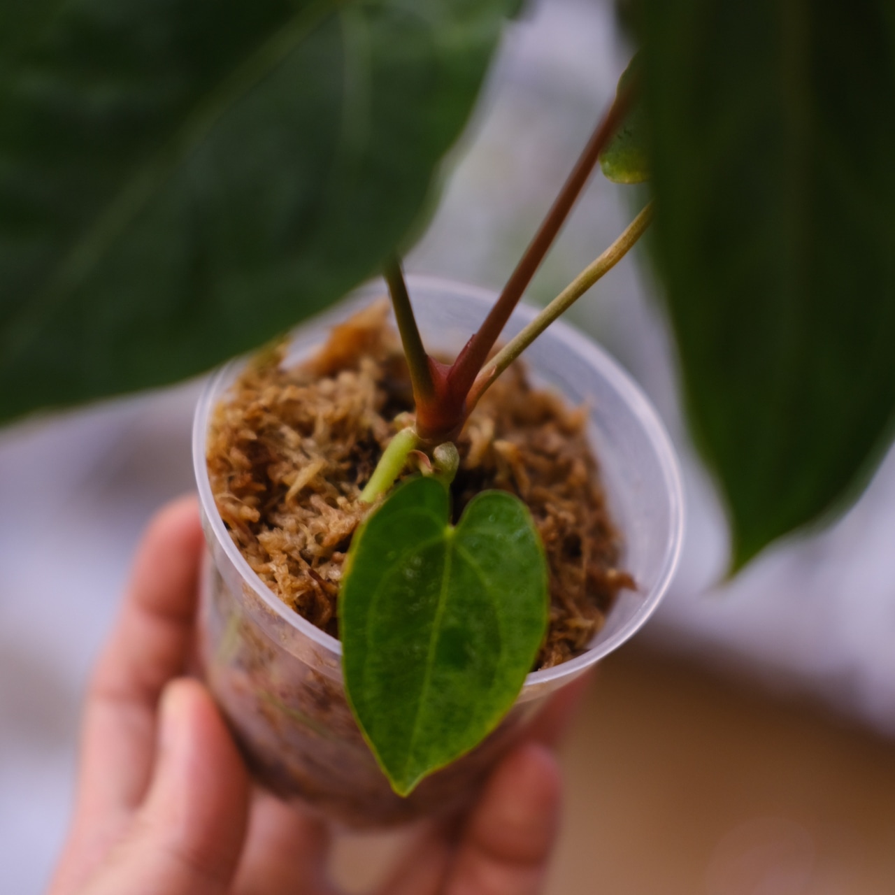 【希少】Anthurium Ace of Spades / アンスリウム エース オブ スペード⑤│観葉植物