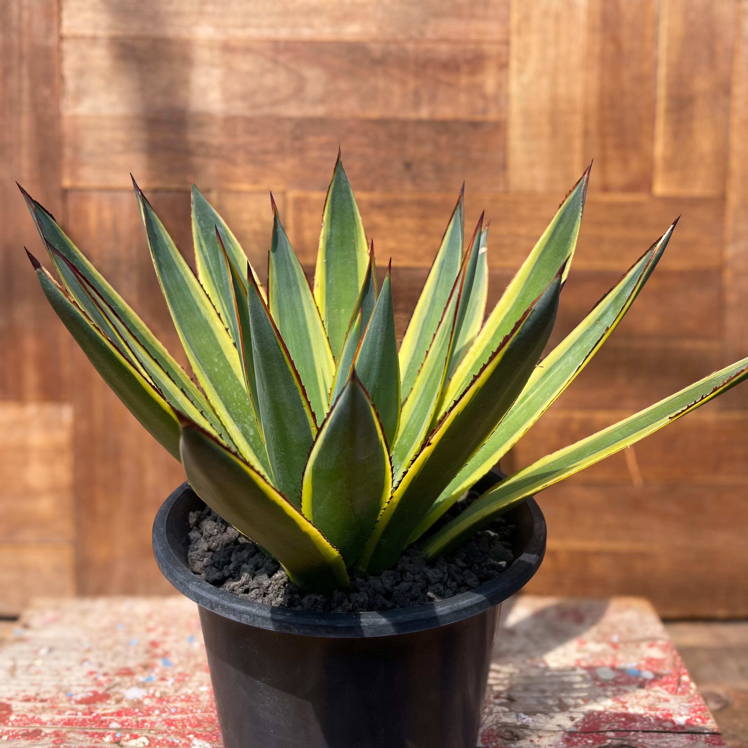 アガベ サングロー US株 痛ましい 