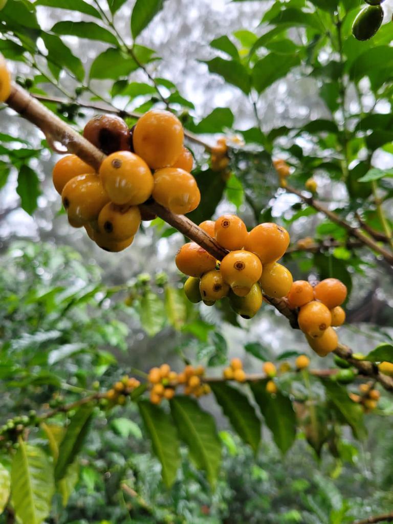 定期便フルーティセレクション150gx2