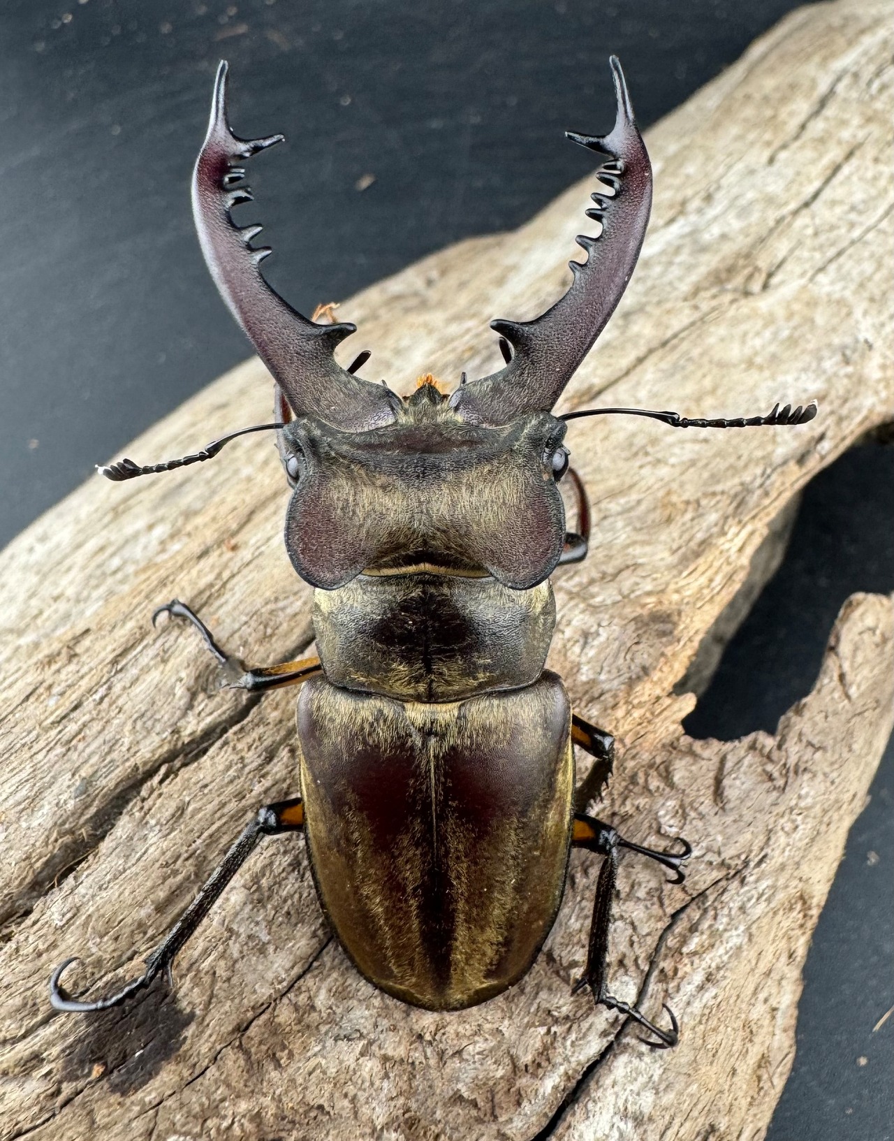 【WD】《ディボウスキーミヤマ原名亜種(チョウセンミヤマ) 遼寧省産 60mm ペア》