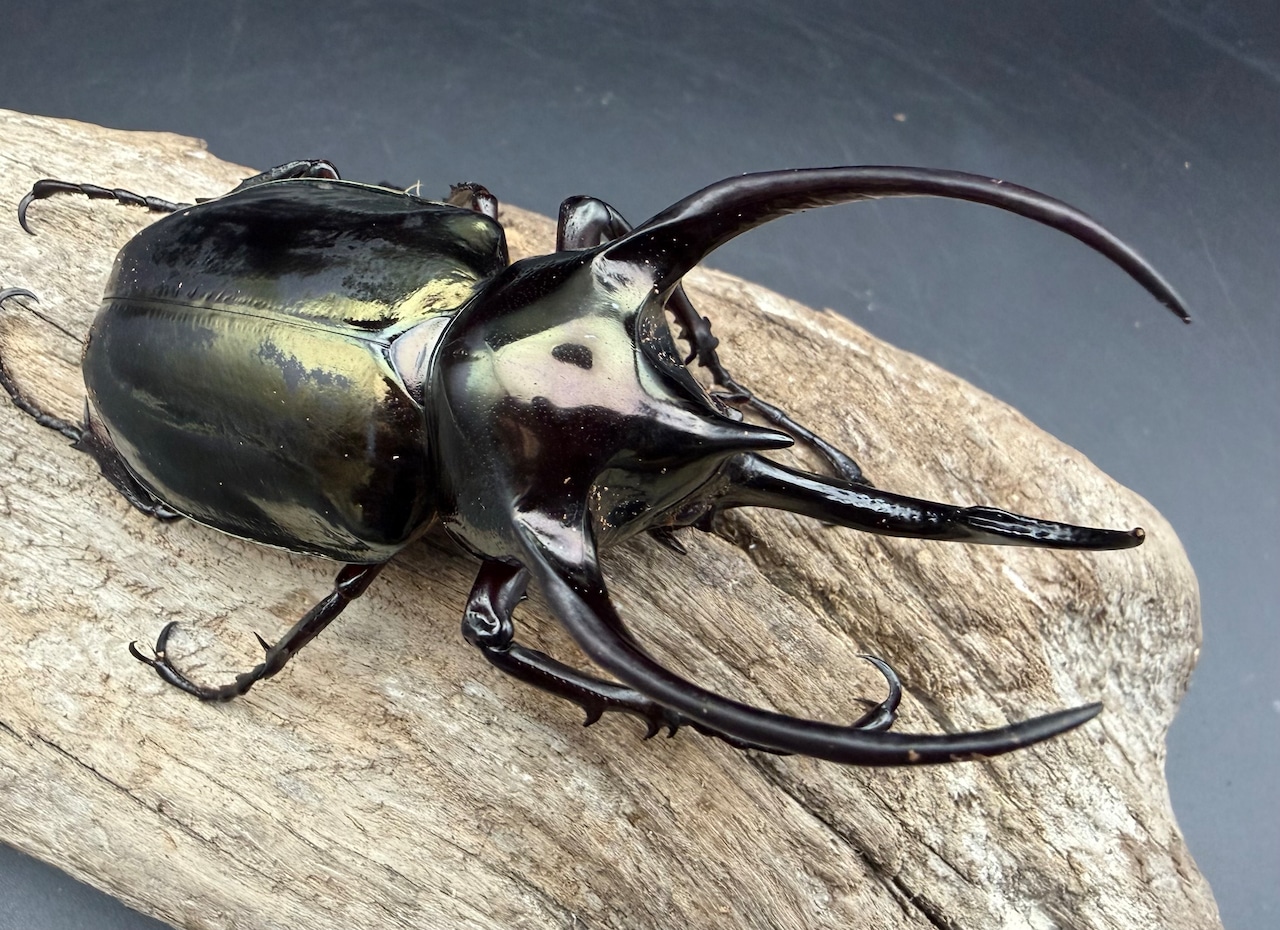 【WD】《ミンダナオアトラスオオカブト マラグサン産 92mm ペア》