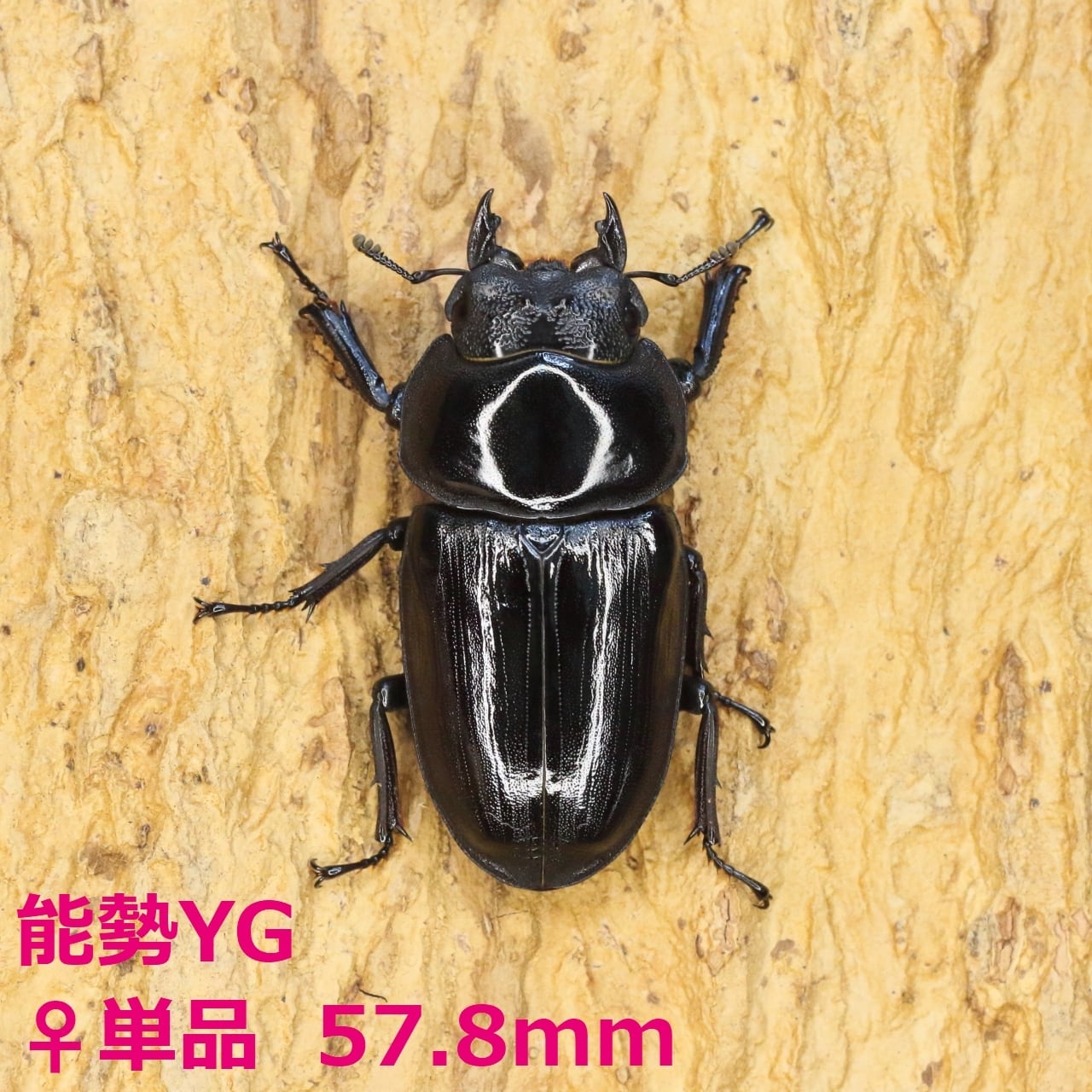 ROCKET SHOP【オオクワガタ販売】