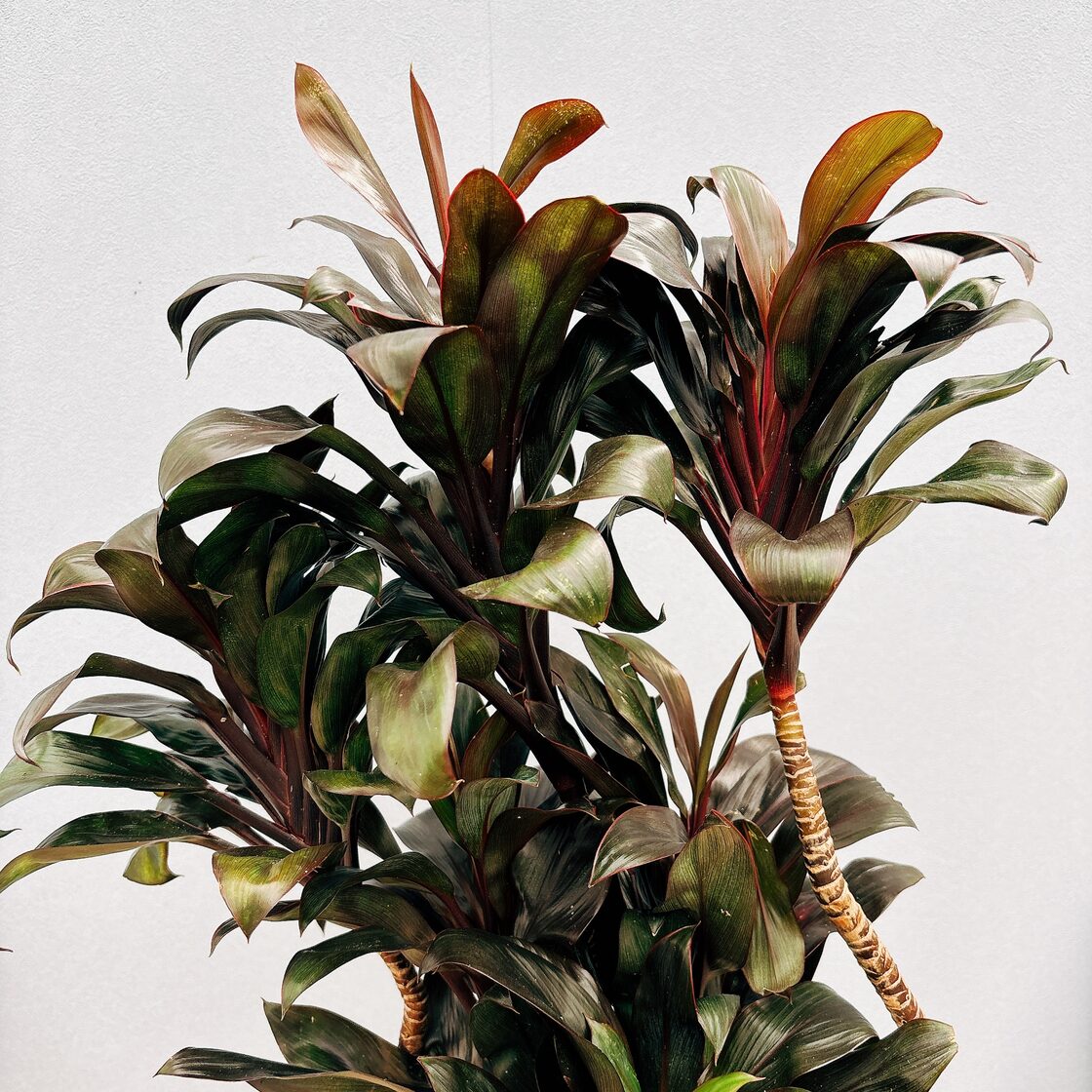 現品］4番 ドラセナ パープルコンパクタ 曲がり 6号 観葉植物 室内 