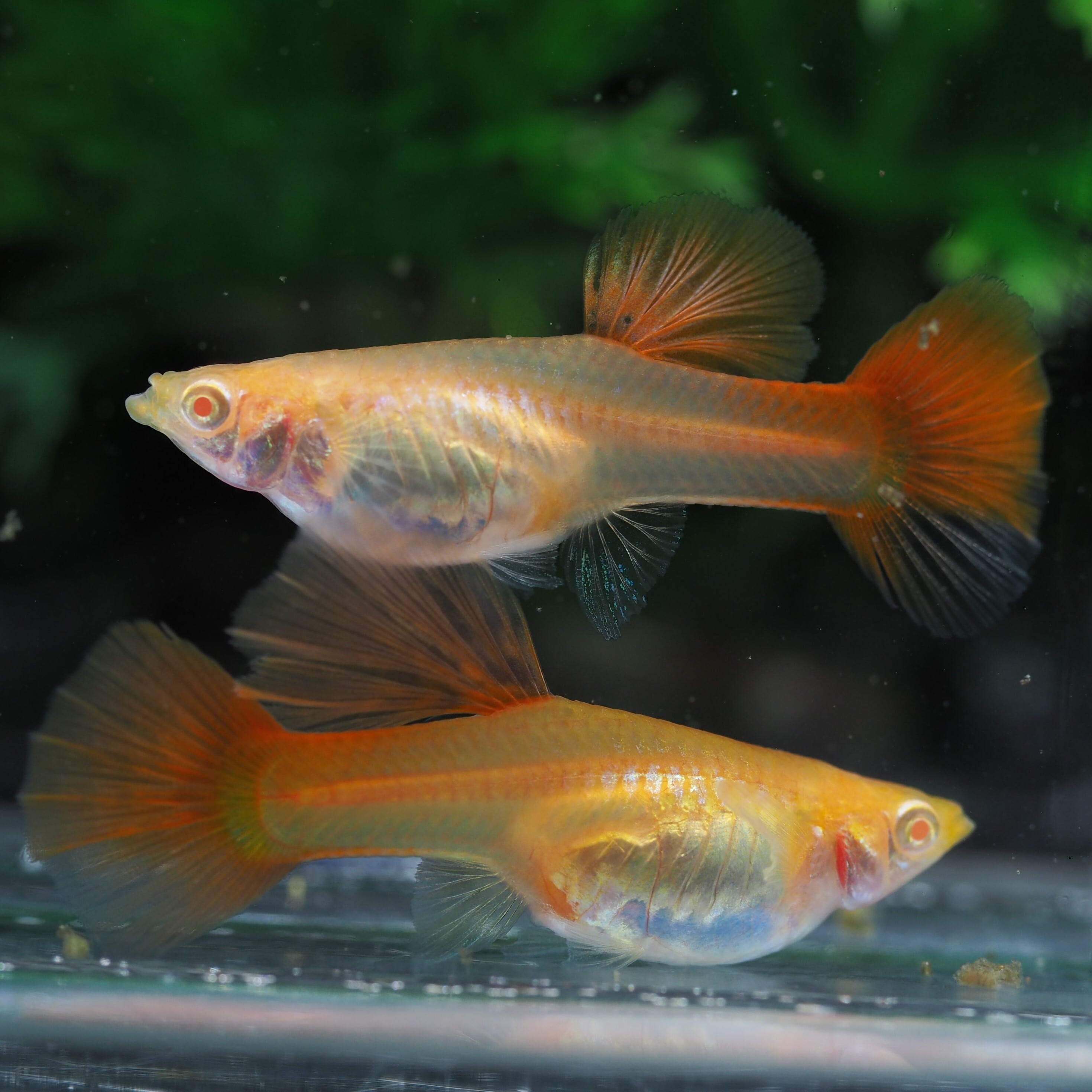 RREAアクアマリンレッド　　リボンスワロー系統　　　80サイズ梱包 RREAアクアマリンレッド リボンスワロー系統 80サイズ梱包