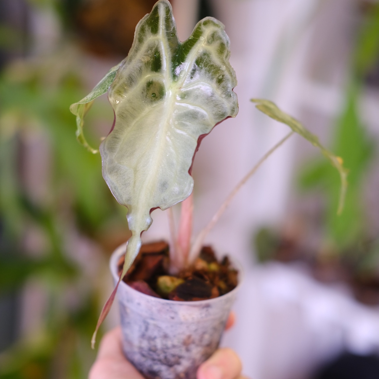 Alocasia ‘Venom’│アロカシア・ヴェノム│観葉植物