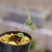 Stephania kaweesakii / ステファニア カウィーサキー㊹/ 観葉植物