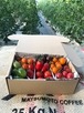 【定期便】【毎月1回×3回お届け】約1.4kg カラフルミニトマト詰め合わせ