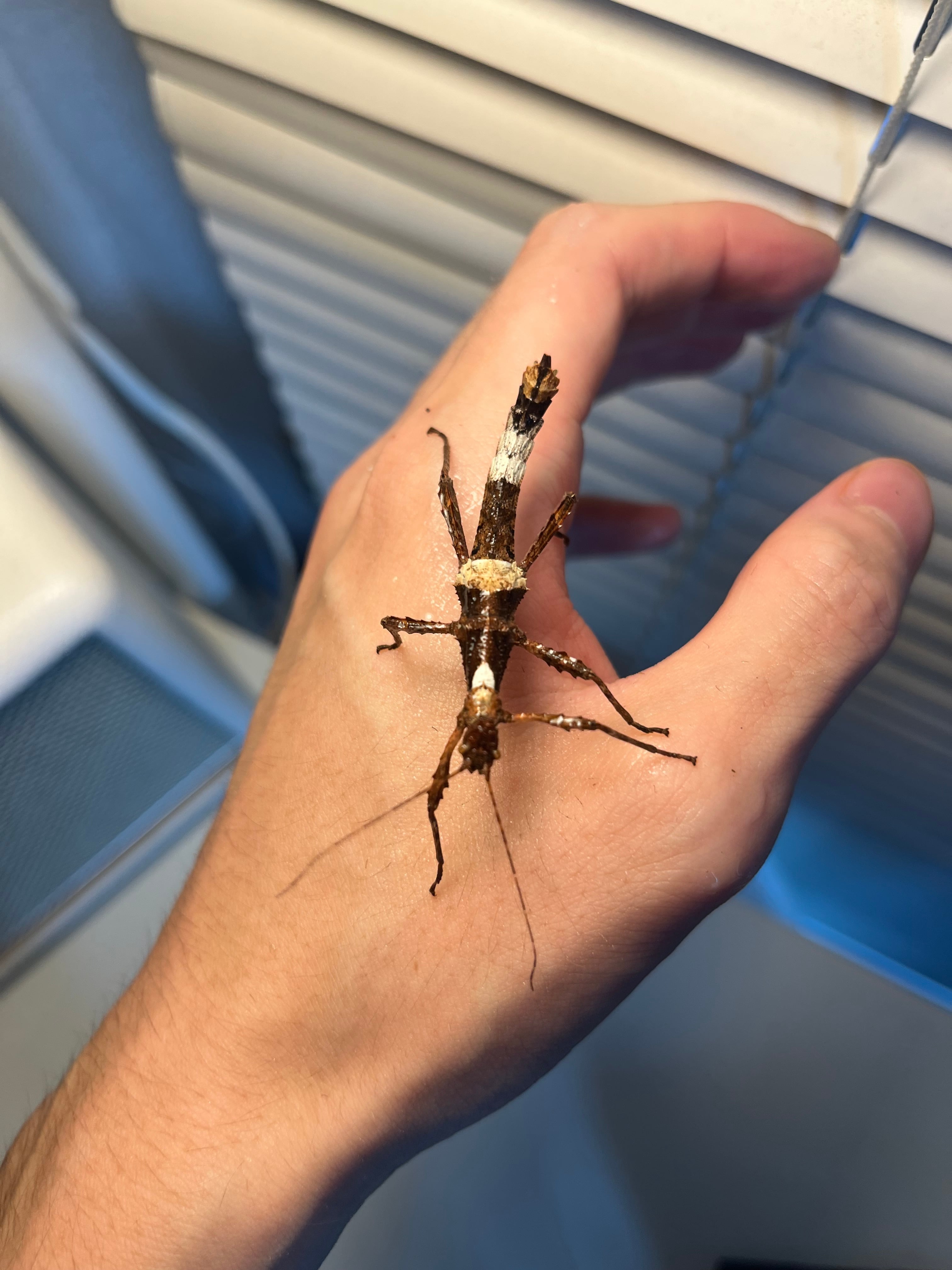 蜻蛉希少種】オオアゴヘビトンボ ペルー産 奇蟲 タランチュラ ムカデ