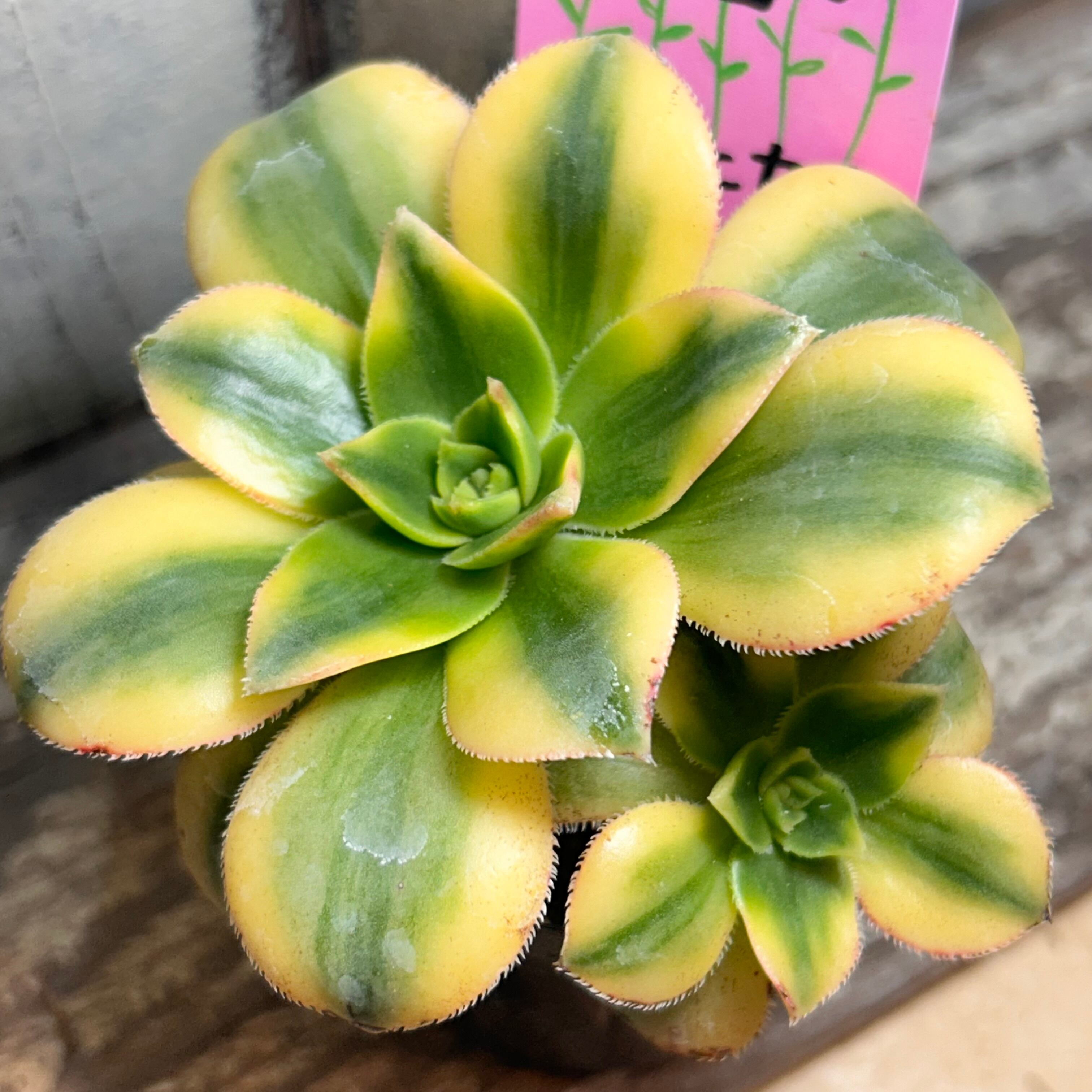 65#多肉植物アエオニウム錦❤️コーニッシュトリビュート錦❤️1頭19cm拔き苗 51#多肉植物❤️アエオニウム錦❤️ 白鳳錦 ❤️9頭25cm拔き苗 【公式