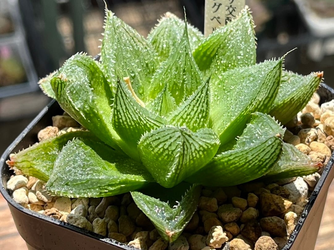 多肉植物 ハオルチア ラブハート錦 糊斑 【公式通販】