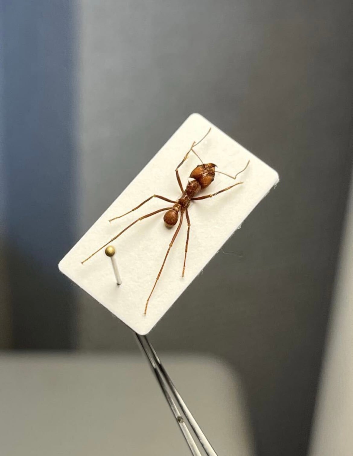 9mm】グンタイアリ 標本 パラポネラ ソルジャーアントEciton sp