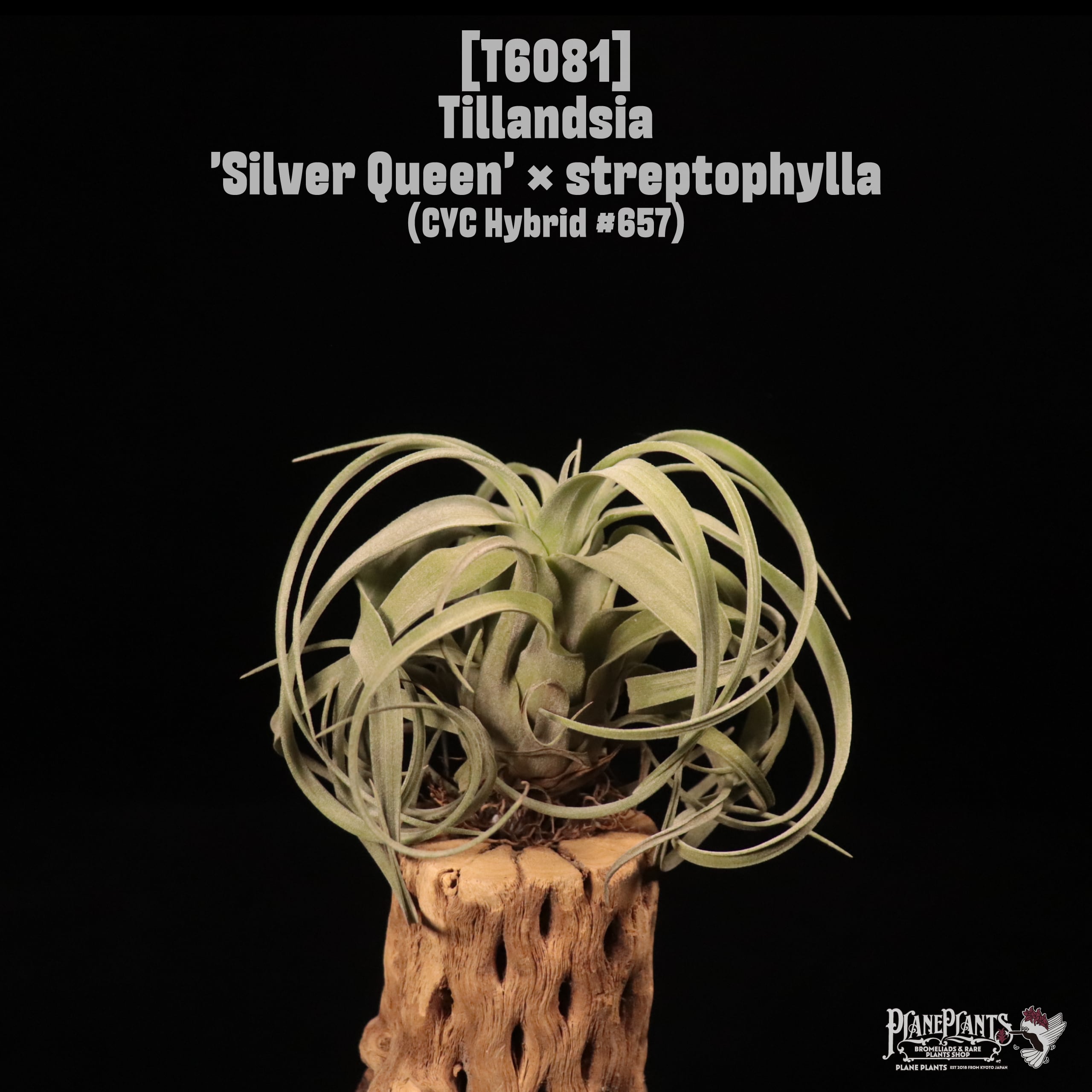 Tillandsia 'Silver Queen' × streptophylla〔ティランジア〕T6081