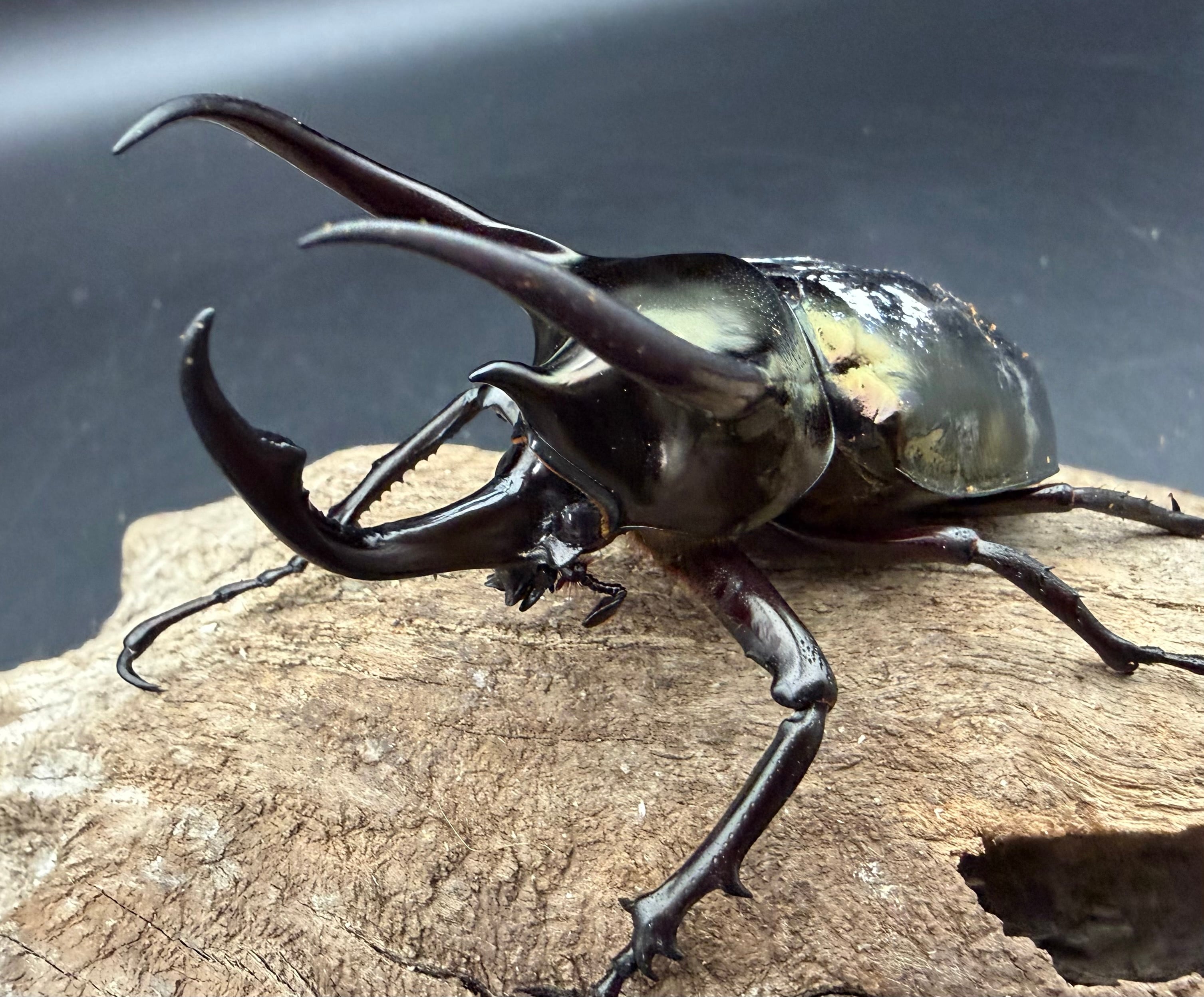 外国産カブトムシ生体 | KPW BASE店