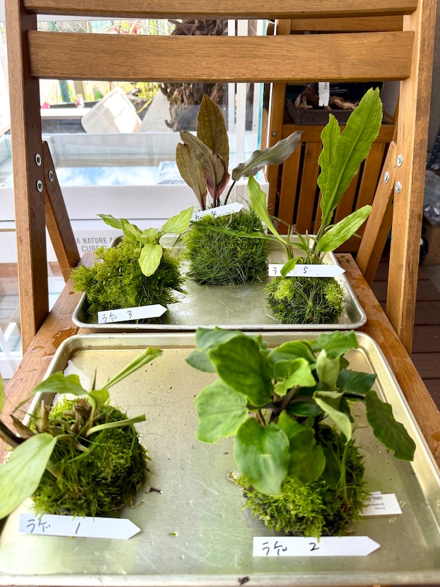 【ADA】8月7日入荷分ADA侘び草ラゲナンドラ１から５、MIX超おすすめ！（写真の現物配送です！あかだまちゃん激推し水草の寄せ植えです。水中でも半水中でも楽しめます）