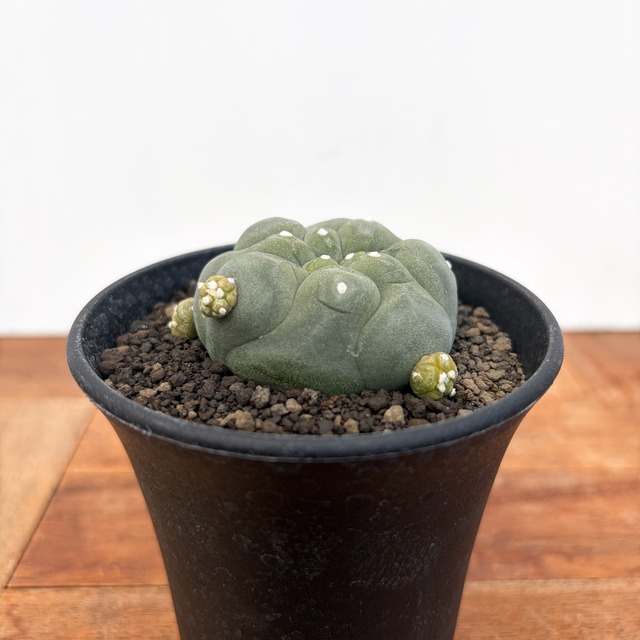 Lophophora diffusa  【ロフォフォラ・黒肌翠冠玉】