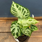 アンスリウム ドラヤキ【287】