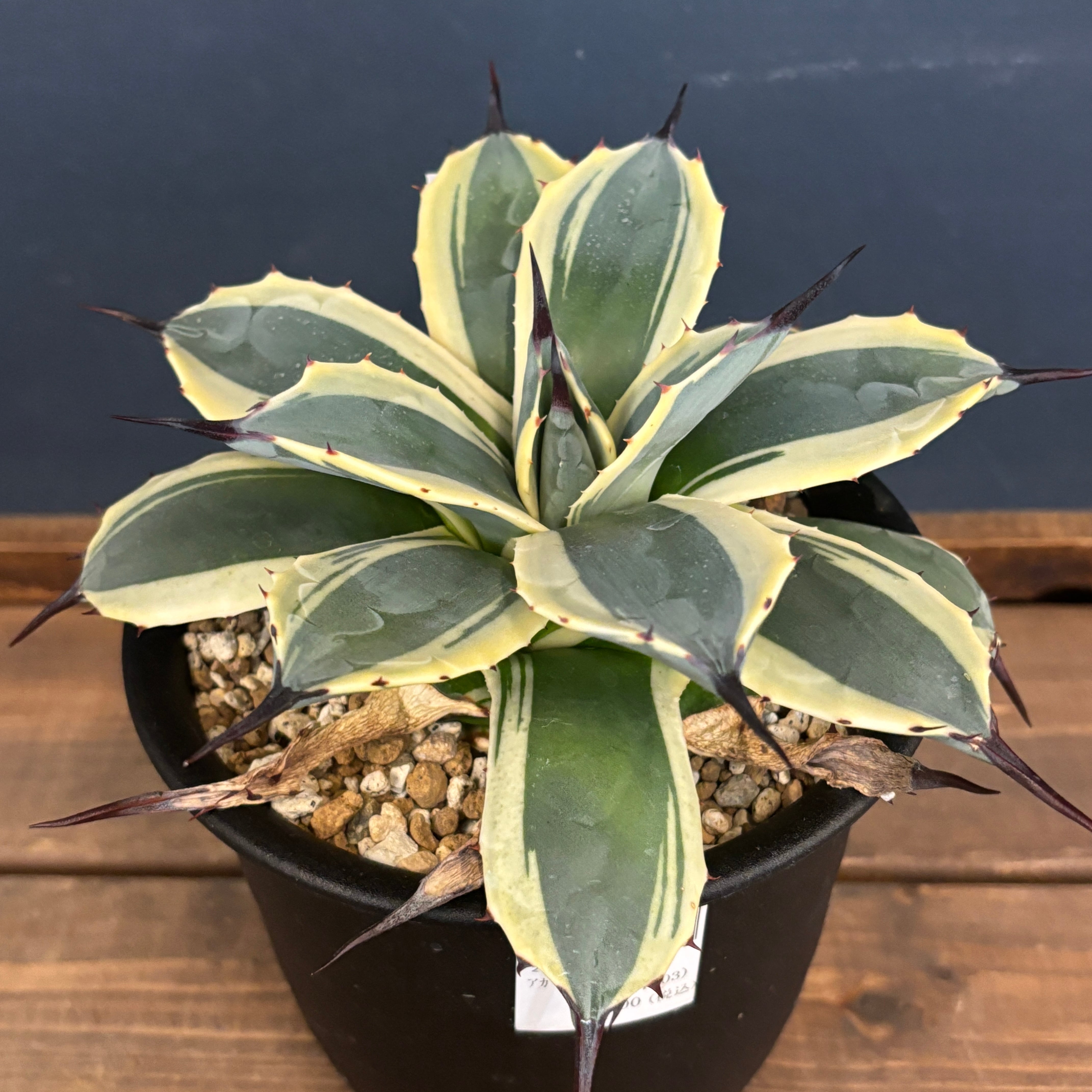 アガベ アプラナータ クリームスパイク【732】