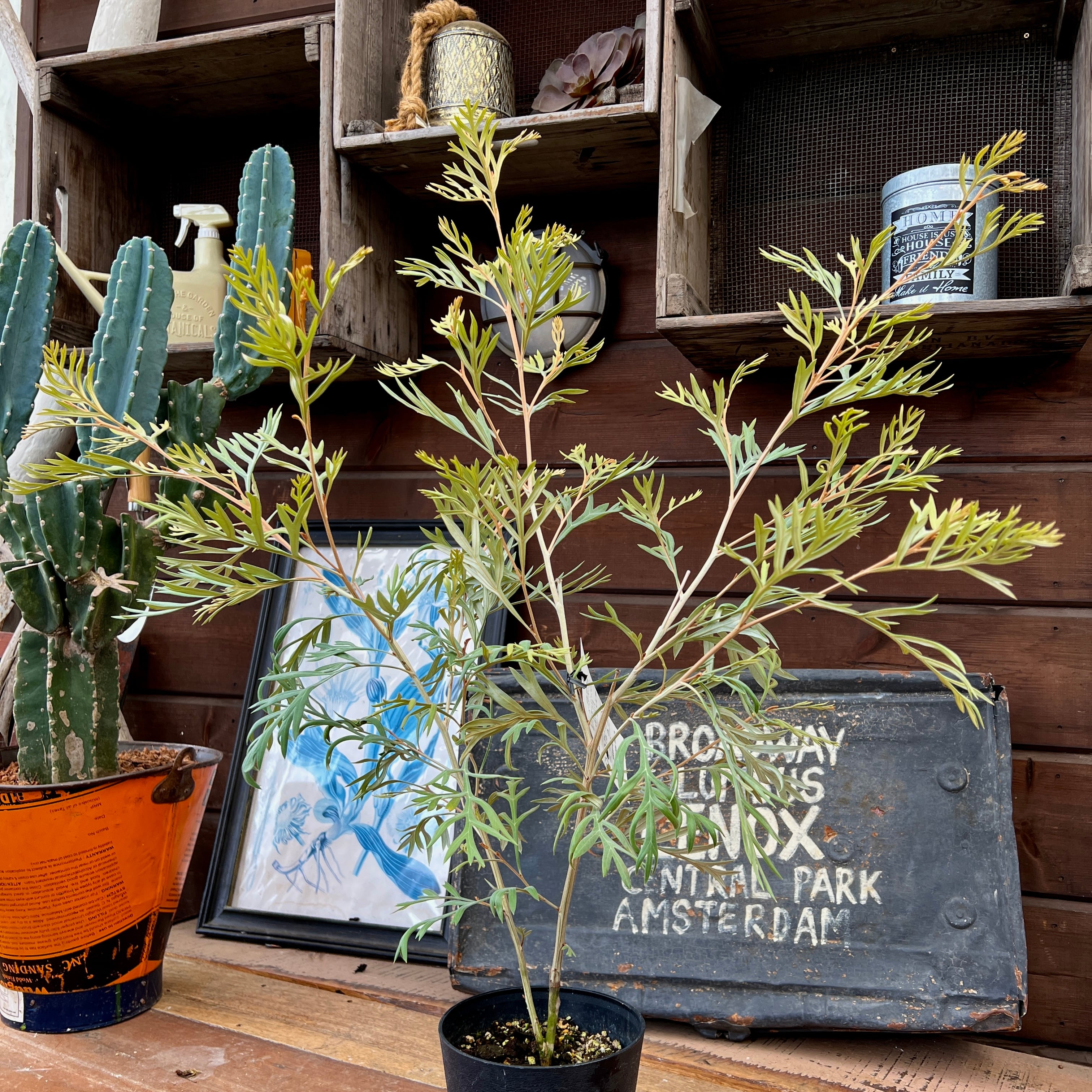 グレビレア ドーンパープル② | 沼ノ上農園