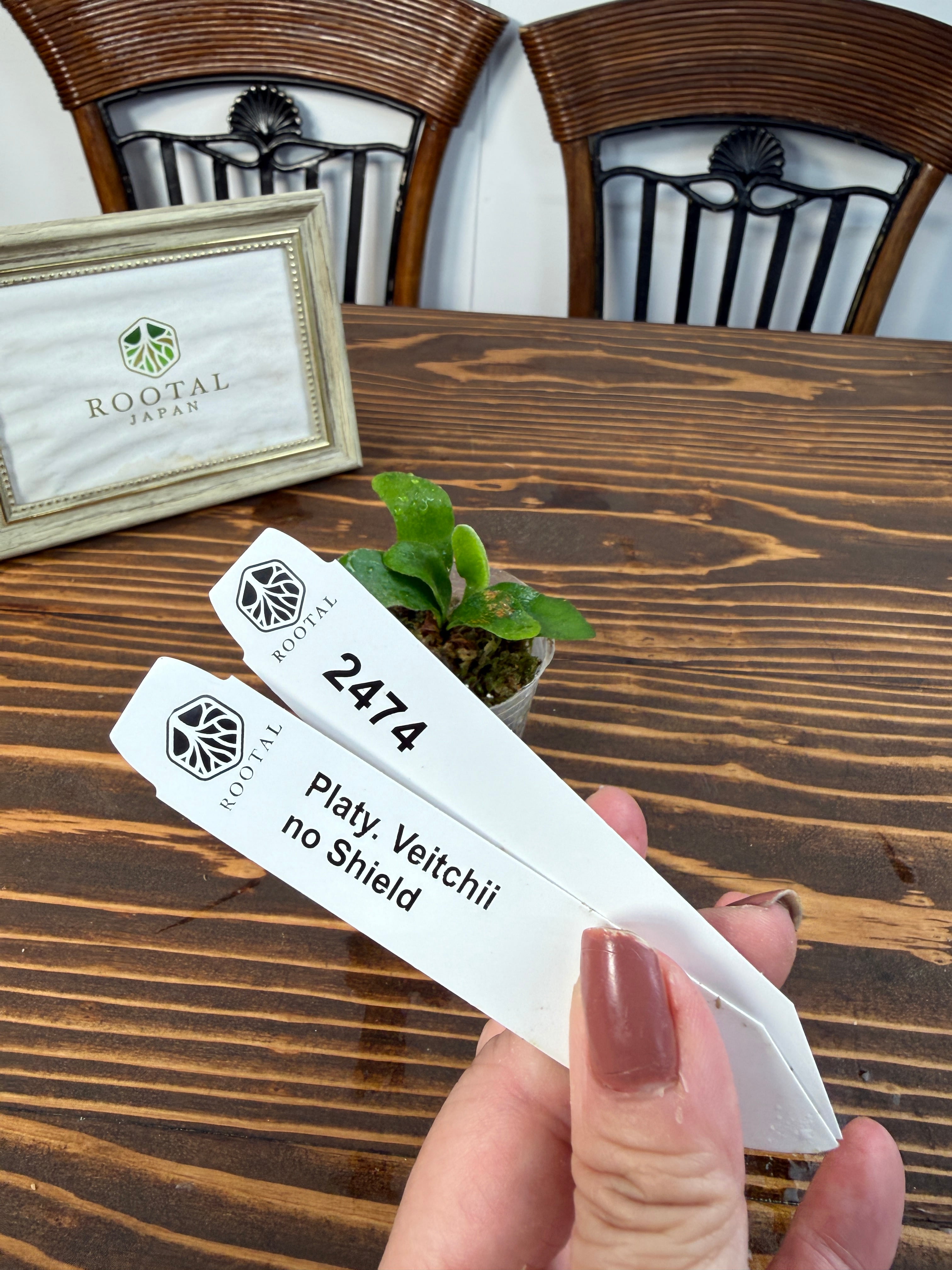 ★2474【異質感、たまらない】ビカクシダ ベイチー ノーシールド(2号ポット)