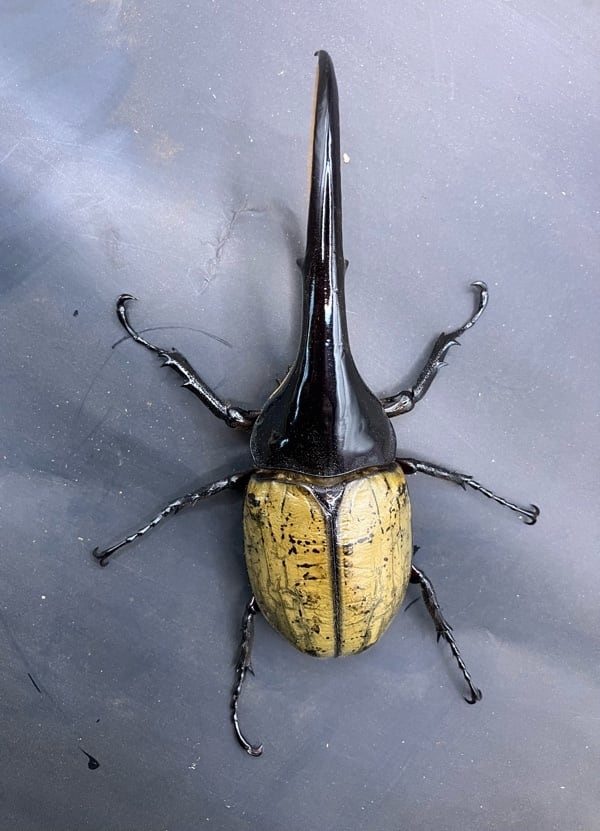 死着保証◯】147mm ヘラクレスオオカブト 成虫 オス 【オプションで