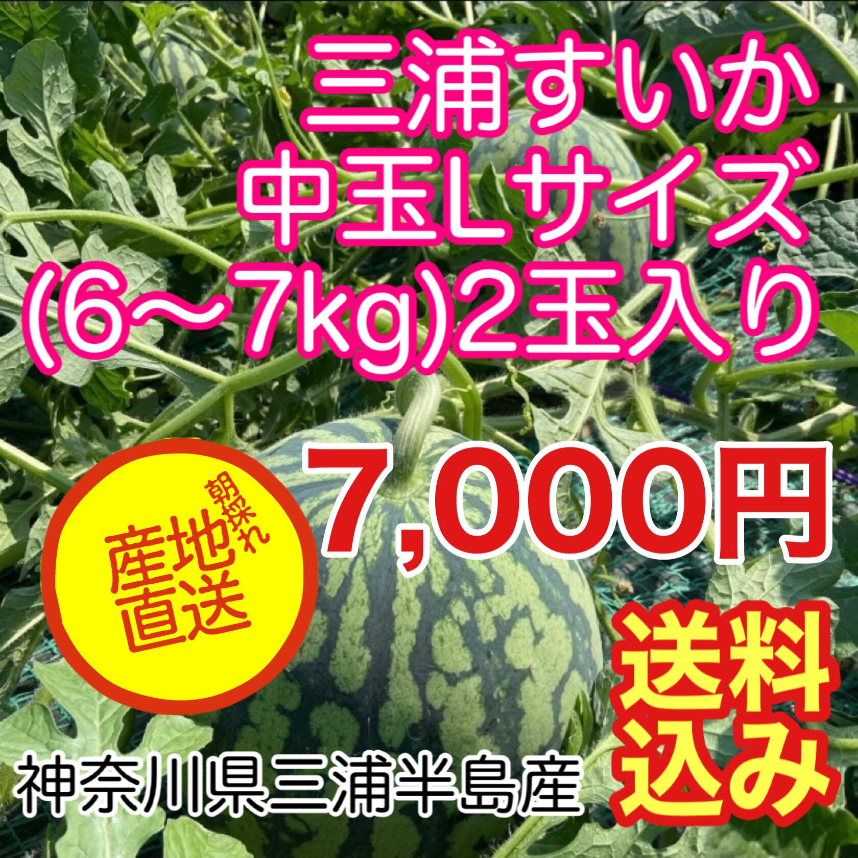 三浦すいか 中玉L(6〜7kg)2玉入【送料込!】 | 三浦野菜 三戸浜タナカ