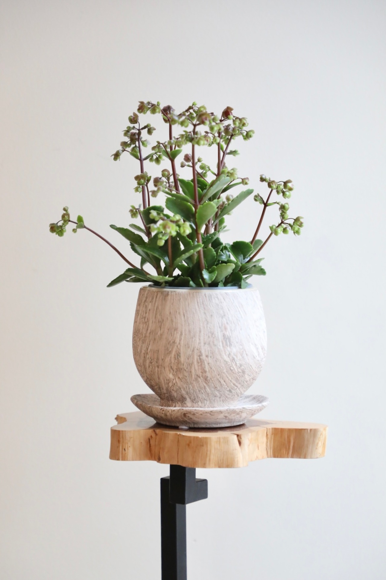 【S】カランコエ ウェンディー/Kalanchoe Wendy　※陶器鉢付き