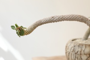 【希少】ドルステニア ホルウッディ/Dorstenia horwoodii 　※陶器鉢付き